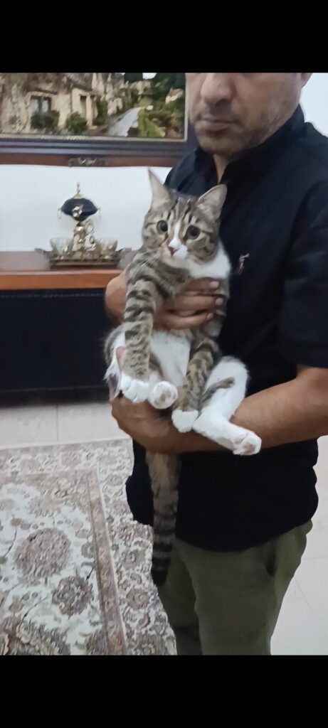 گربه Dshگم شده