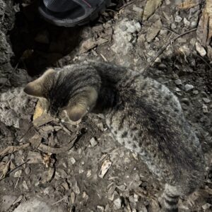 کمک فوری بچه گربه شکمش داره میترکه