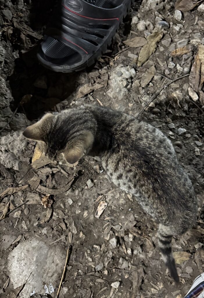 کمک فوری بچه گربه شکمش داره میترکه