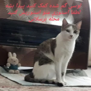 گربه گمشده