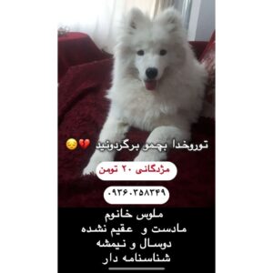 ملوس سامویید  ماده دزدیده شده