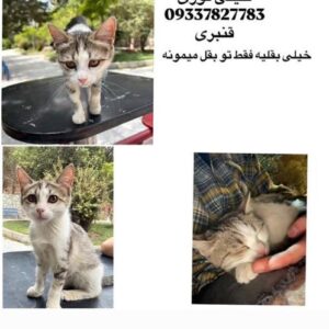 گربه dsh