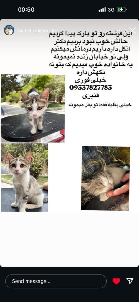 گربه dsh