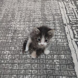 نوزاد گربه