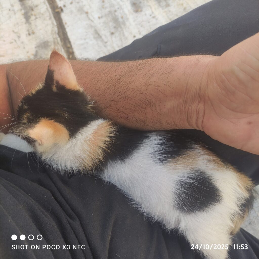 واگذاری گربه