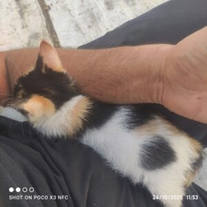 واگذاری گربه