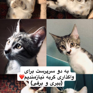 به دنبال سرپرست هستیم