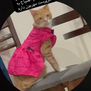 واگذاری دو عدد گربه