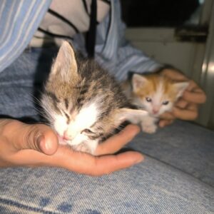 چهارتا فرشته