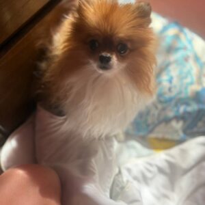 واگذاری رایگان