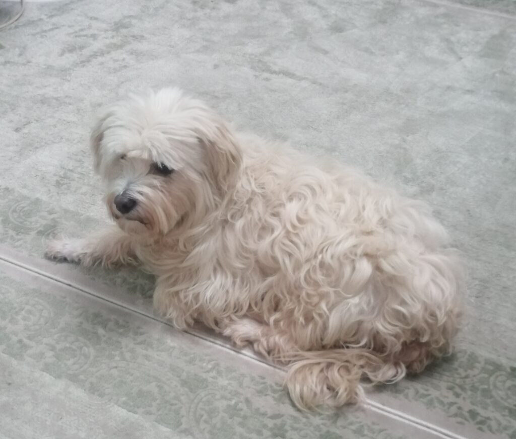 واگذاری رایگان سگ تریر ماده