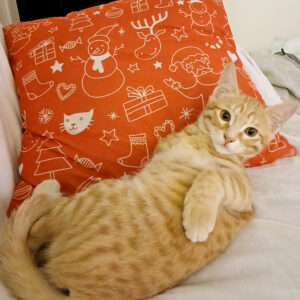 مخمل خوشگل گربه نارنجی بانمک