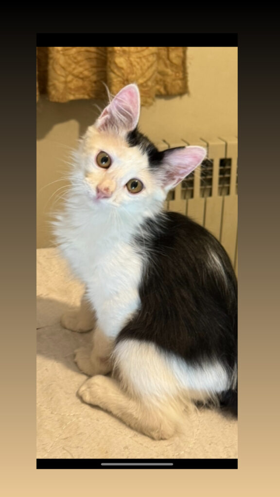 واگذاری رایگان بچه گربه فقط در تهران با شرایط واگذاری