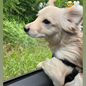 اشپیتزپامر ۱ساله