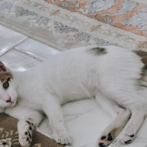 بچه گربه سفید قلب نشان