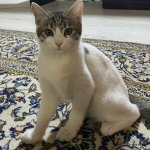 ماده دو ماهه