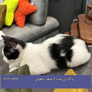 گربه تاکسیدو ماده باهوش