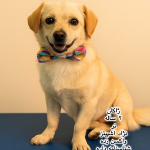 پسر دو ساله اشپیتز (ژاکان)