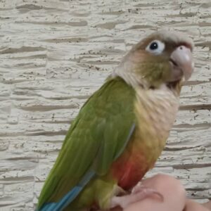 پرنده گمشده