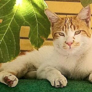 گربه گمشده