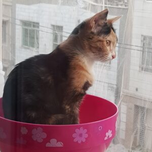 واگذاری بچه گربه ۴ ماهه