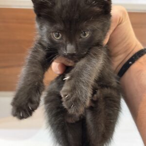 پیشی کوچولو نجات یافته🐈‍⬛🐾