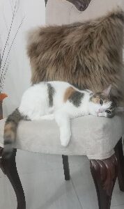 واگذاری رایگان گربه خونگی