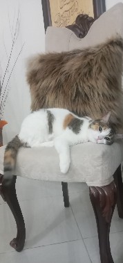 واگذاری رایگان گربه خونگی