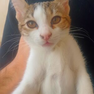 واگذاری دوتا فرشته