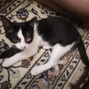 پیشی خواهر برادر  کم بینا