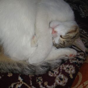 واگذاری رایگان گربه DSH پسر