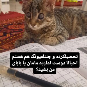 بچه گربه نابینا