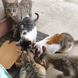 واگذاری چند گربه سالم