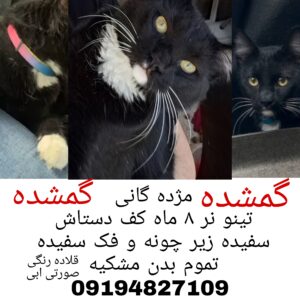 تینو گربه مشکی گمشده سمت پارک ساعی