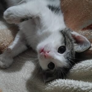 واگذاری بچه گربه ۳ماهه دی اس اچ