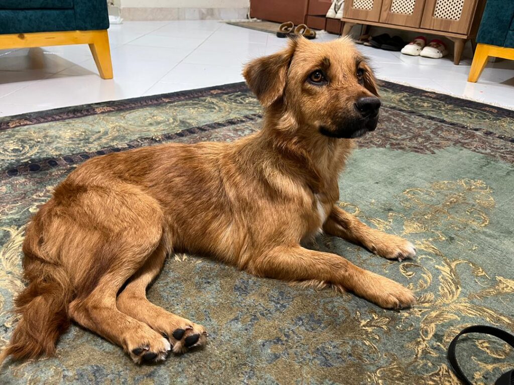 واگذاری رایگان گلدن اشپیتز