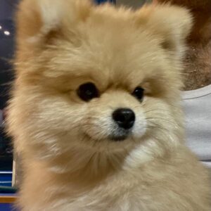 سگ پامر گمشده