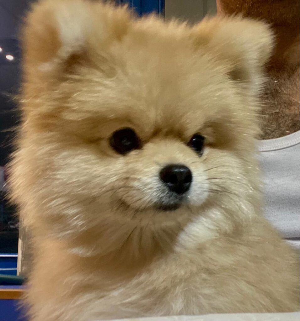 سگ پامر گمشده