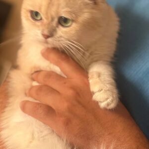 واگذاری گربه اسکاتیش