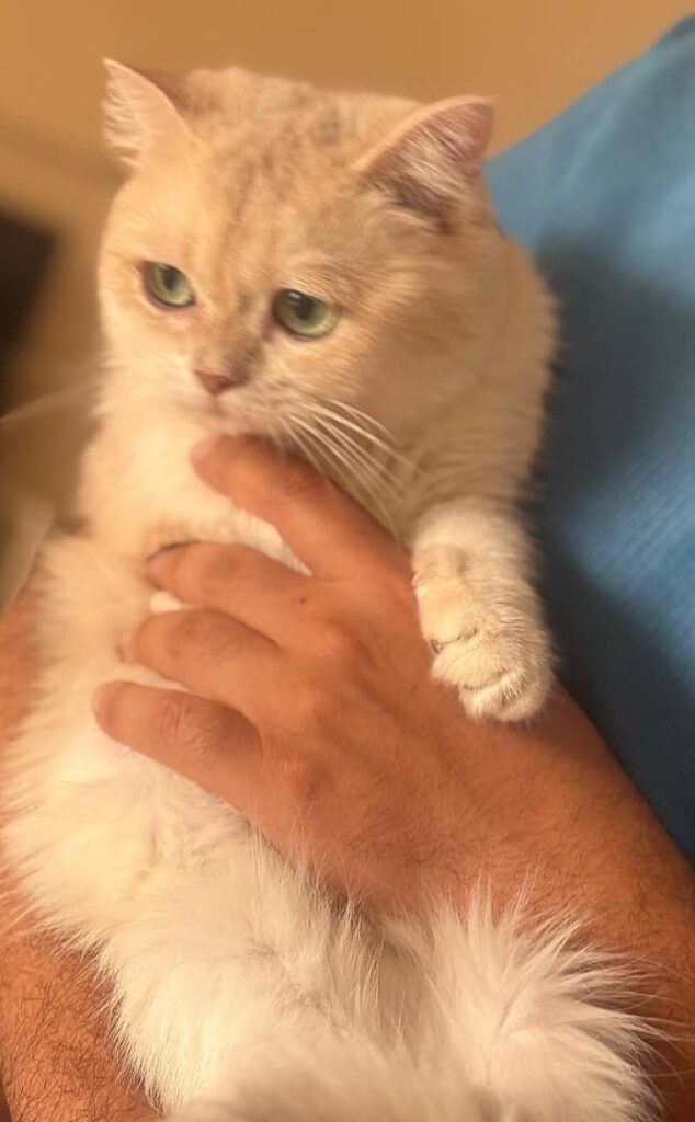 واگذاری گربه اسکاتیش