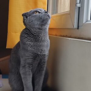 🐾 واگذاری یک آقای اسکاتیش باوقار و خاص به خانواده‌ای مهربان 🐾