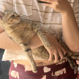 واگذاری گربه ماده ۶ ماهه
