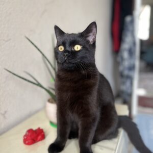 گربه بریتیش