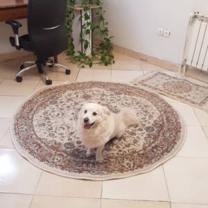 سگ اشپیتز سفید