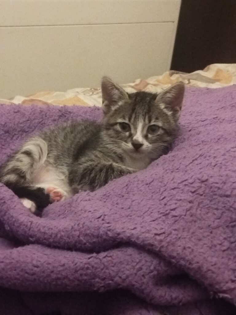 گربه تبی نر