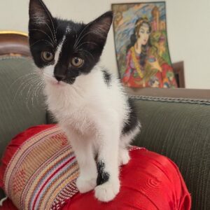 واگذاری بچه گربه dsh تاکسی دو