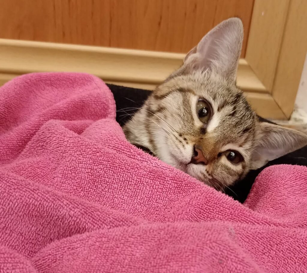 گربه دی اس اچ