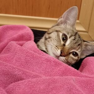 گربه دی اس اچ