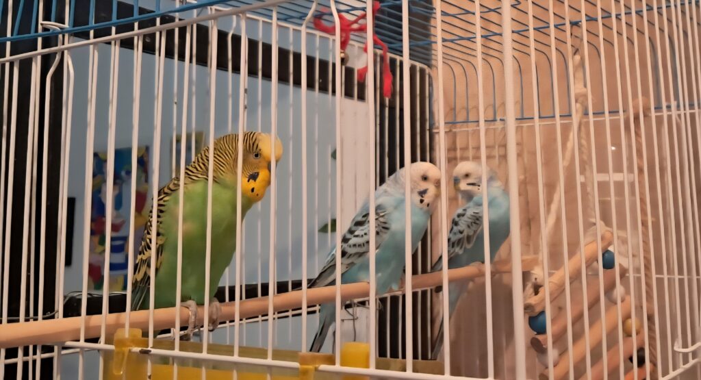 واگذاری مرغ عشق
