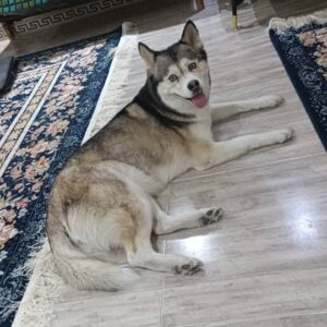 سگ هاسکی گمشده